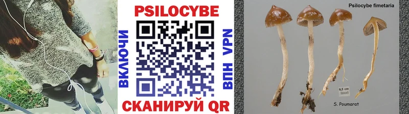 где продают   Полесск  blacksprut как войти  Псилоцибиновые грибы Cubensis 